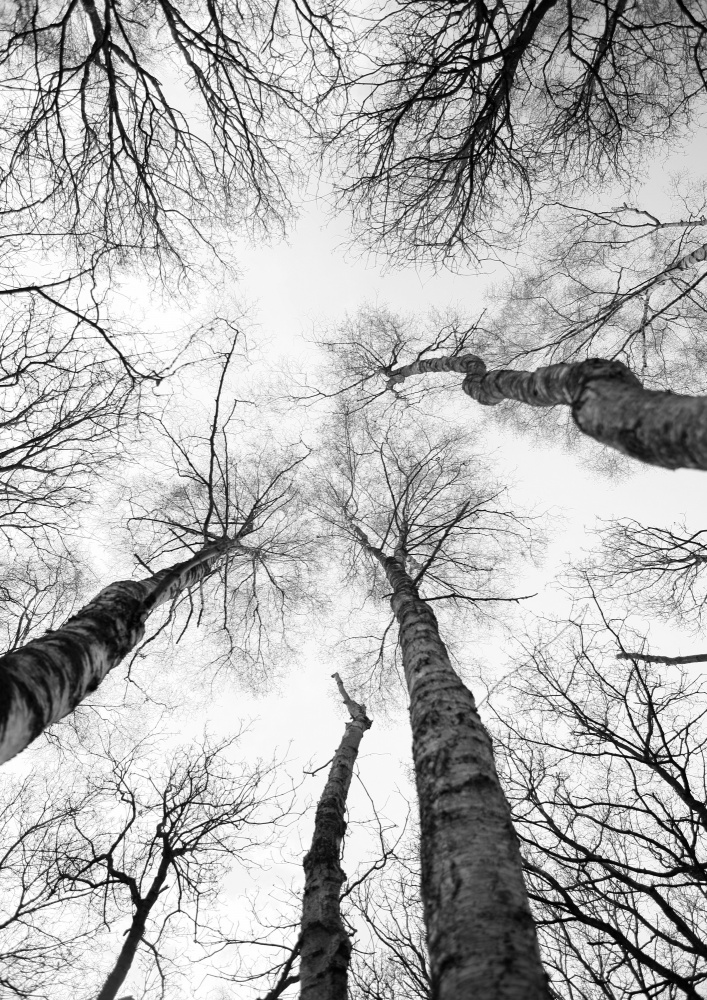 Tree Study 07 de Shot by Clint