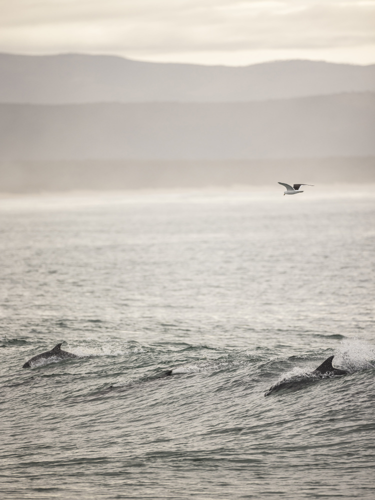 Dolphin de Shot by Clint