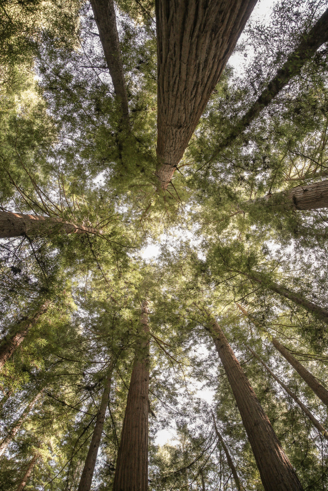Reedwood Forest de Shot by Clint