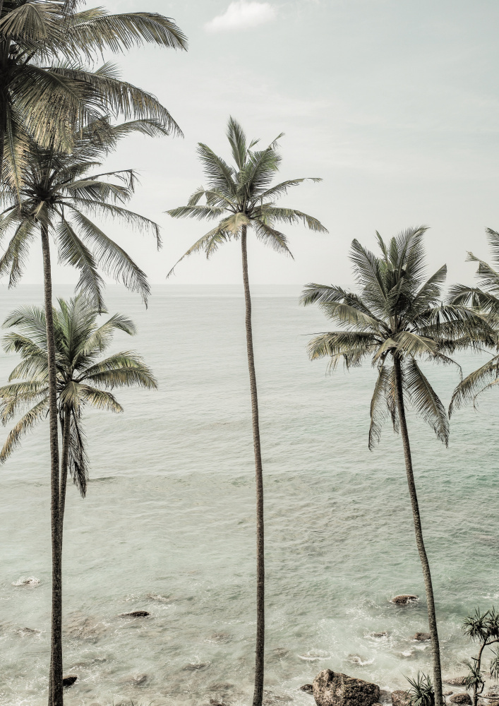 Tropical Dreams de Shot by Clint