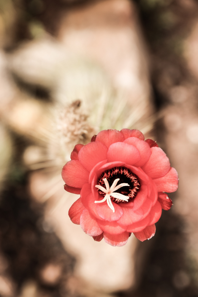 Desert Bloom de Shot by Clint
