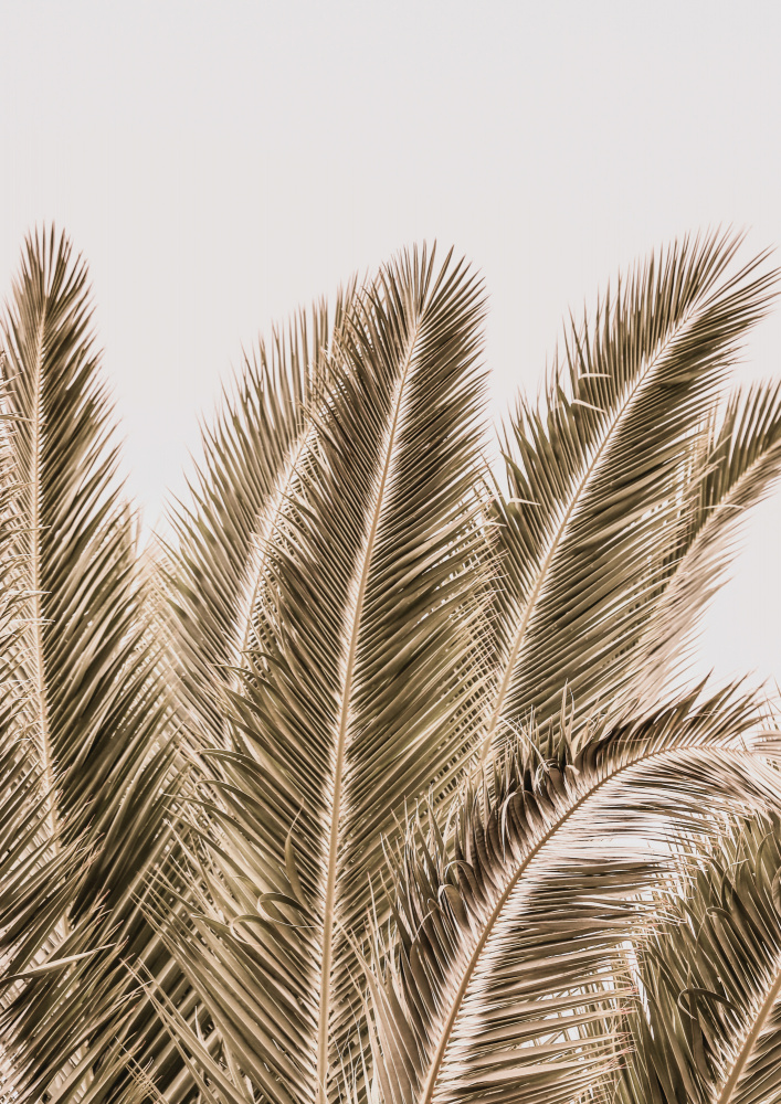 Desert Palm de Shot by Clint