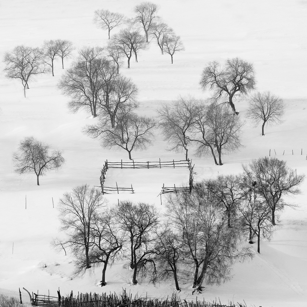 Black and white world, quietly waiting. de Shu-Guang Yang