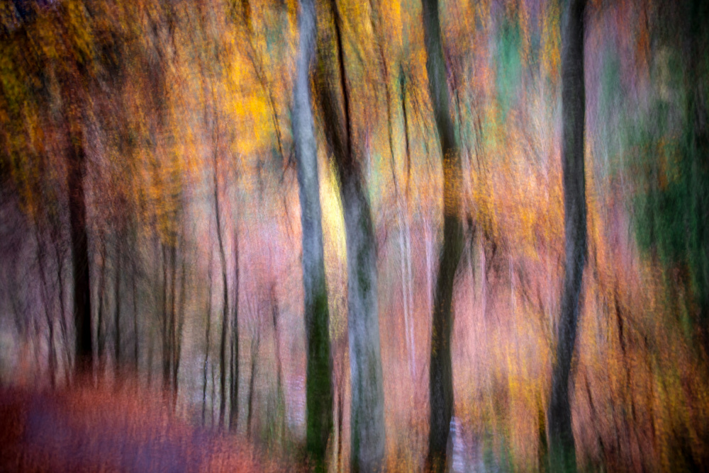 Forest in Autumn de Silvija Danelsone