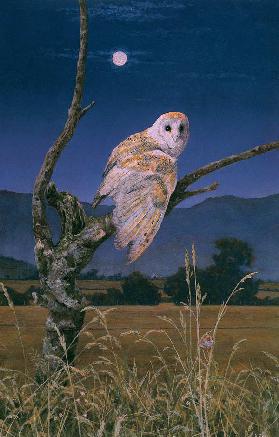Barn Owl (oil on canvas) 