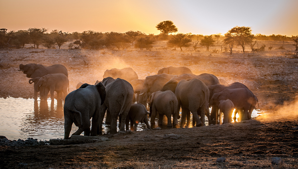 Elephant huddle de Simon Van Ooijen