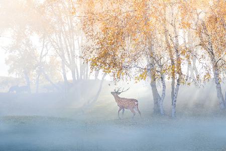 Elk Lost in Mist
