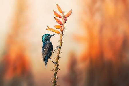 Purple Sunbird