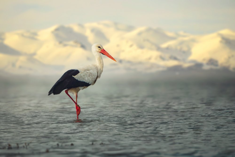 White Stork de Sina Pezeshki
