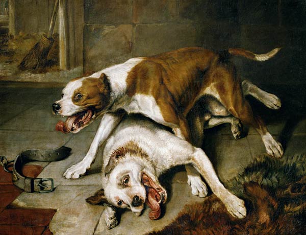 Fighting dogs de Sir Edwin Henry Landseer