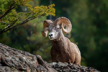 bighorn sheep in Rocky Mountains