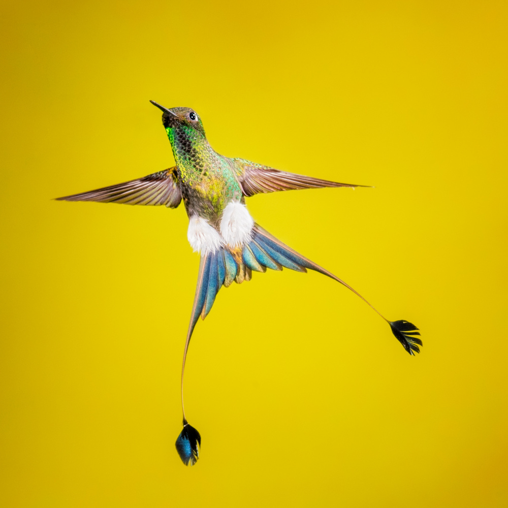Booted rock-tail de Siyu and Wei Photography
