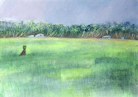 Rice Fields, Goa, India, 1997 (oil on paper) 