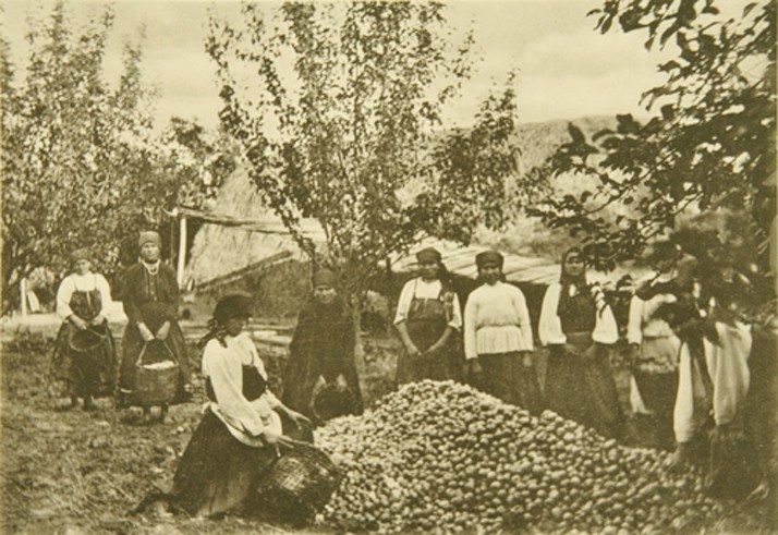 Apple harvest in the estate of Leo Tolstoy Yasnaya Polyana de Sophia Andreevna Tolstaya