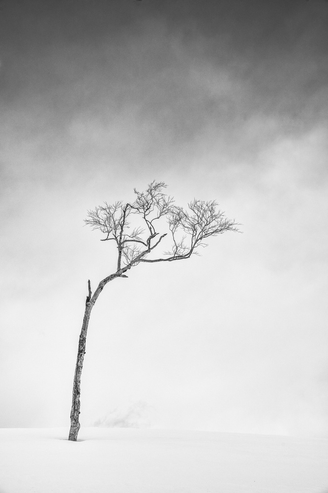Hokkaido, Serie Tree, Study 1 de Sophie Voituron