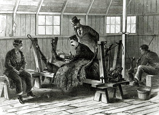 Taking virus from the calf, illustration from ''Harper''s Weekly'' in 1872 de Stanley Fox