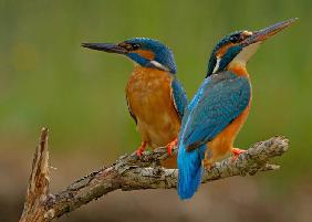 Kingfisher (Alcedo atthis)