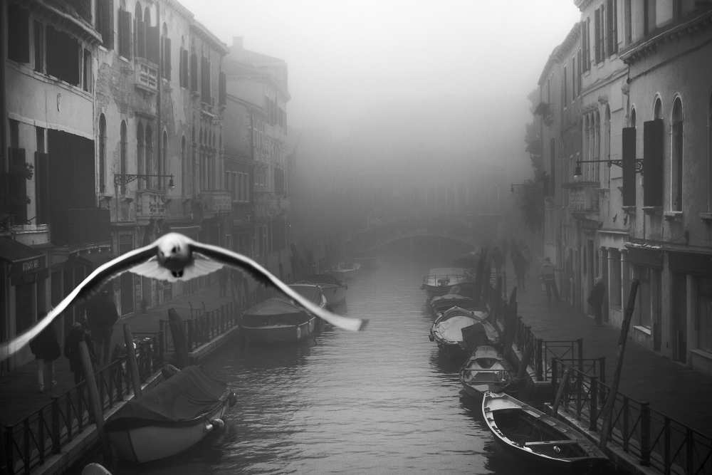 Seagull from the mist de Stefano Avolio