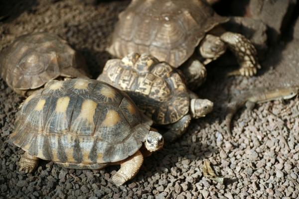 Schildkröten de Steffen Breyer