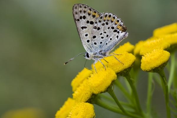 Schmetterling auf Blüte de Steffen Breyer