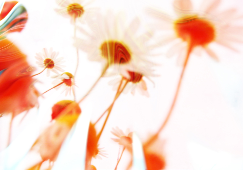 Sommenblumen wachsen dem Himmel entgegen de Stephan  Rossmann