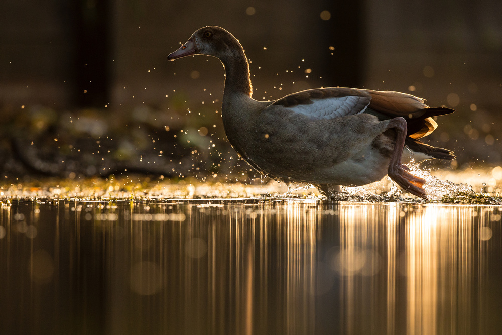 Golden Goose de Stuart Harling