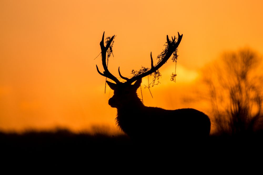 Red Deer Stag Silhouette de Stuart Harling