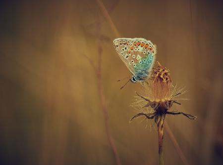 Late summer meadow.