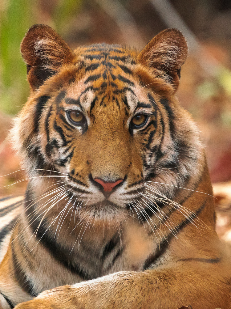 The Tiger Portrait de Sumangal Sethi