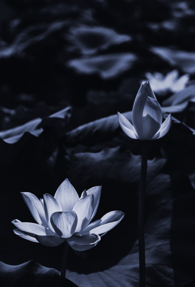 Midsummer lotus field_bi de Sunao Isotani