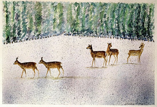 Deer in Snow  de Suzi  Kennett