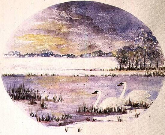 Swans on the Lake (w/c) de Suzi  Kennett