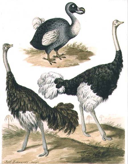 Dodo and Ostrich de Sydenham Teast Edwards