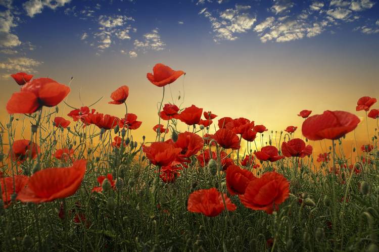 Poppies de Tais