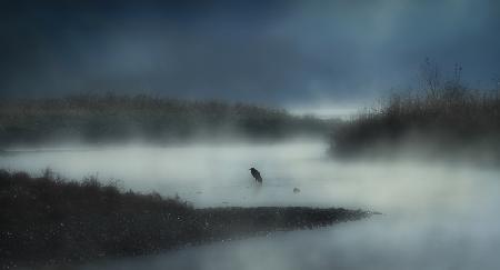 In the river fog