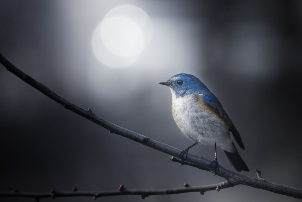 Blue Bird de Takashi Suzuki