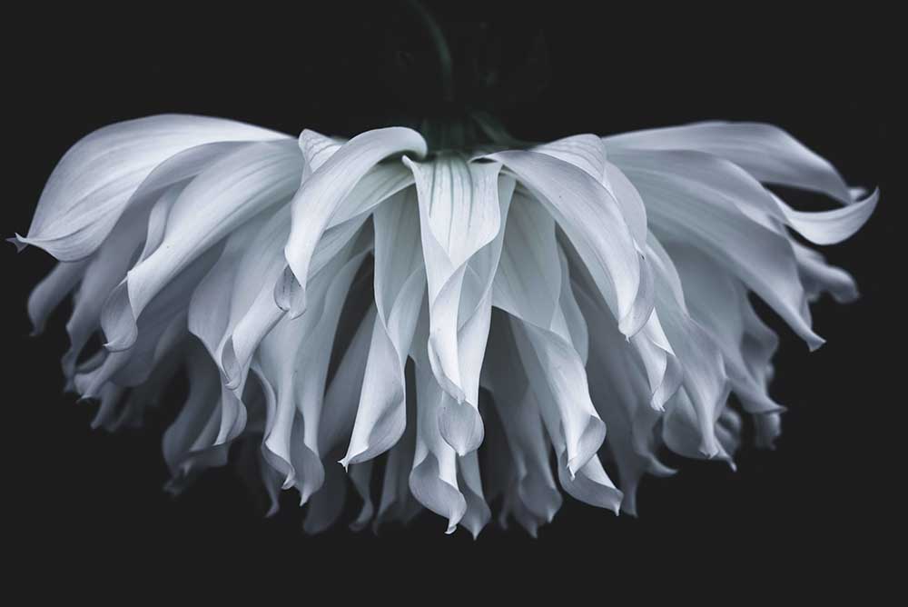Flare flower de Takashi Suzuki