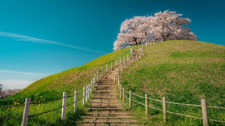 cherry blossoms on the hill