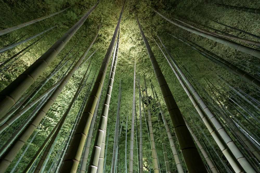 Bamboo Night de Takeshi Marumoto