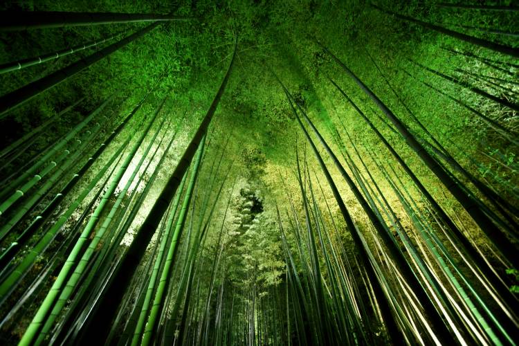 Bamboo night de Takeshi Marumoto