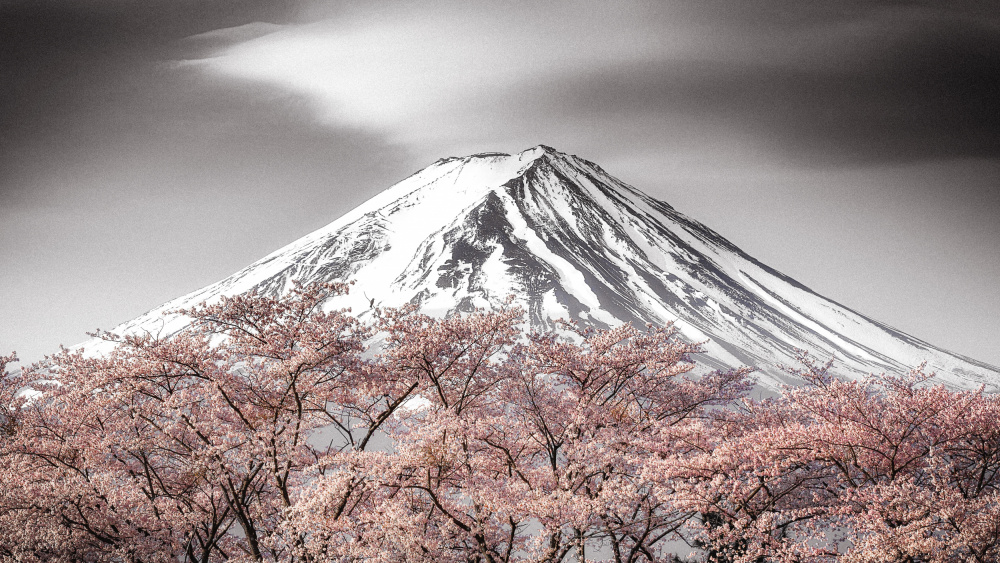 Sakura Fuji de Takeshi Mitamura