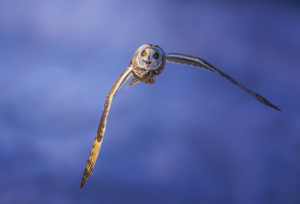 Short-eared Owl de Tao Huang