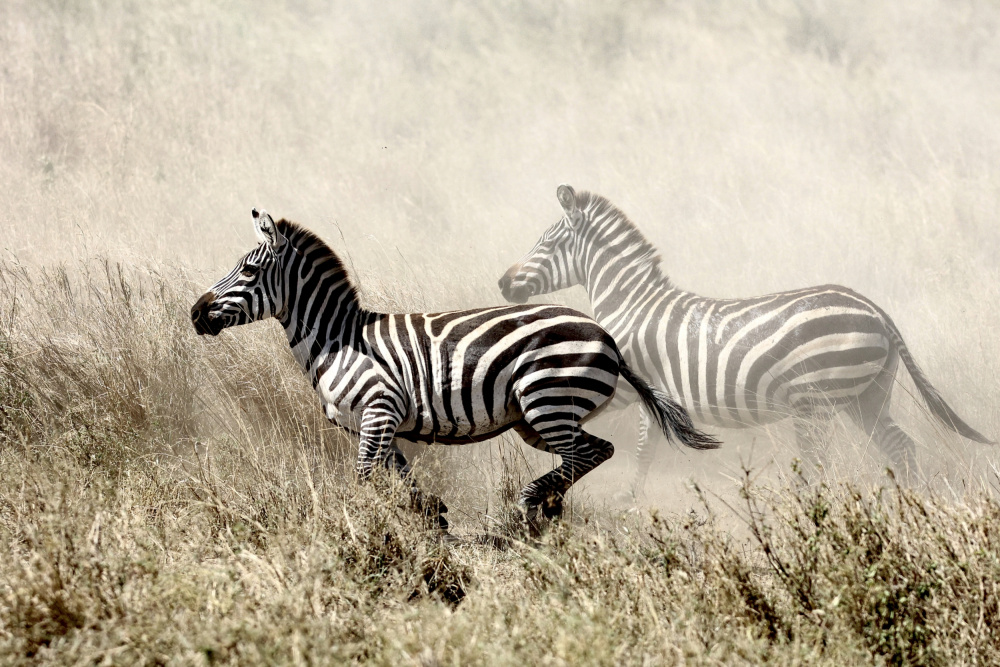 The Zebra Chase de Tereza Frank