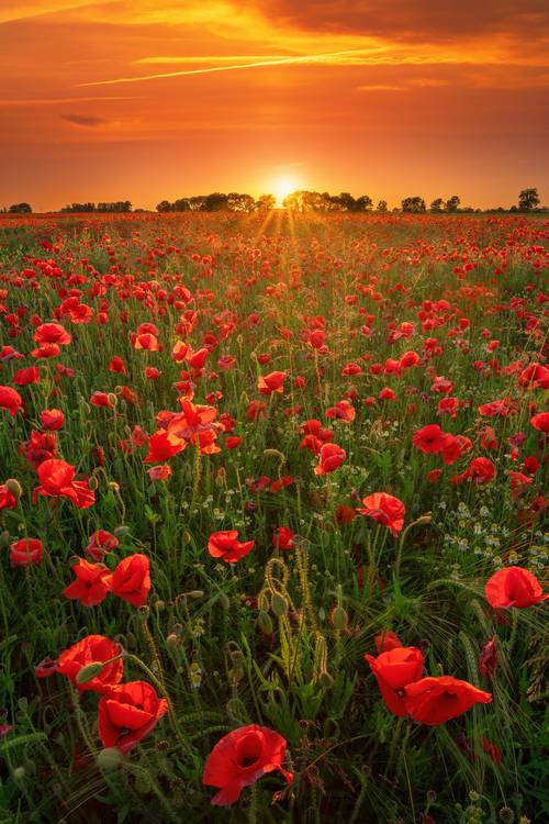 Blooming poppies at sunset de Tham Do