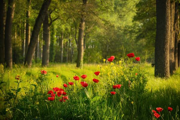 Poppies in a Dutch forest de Tham Do