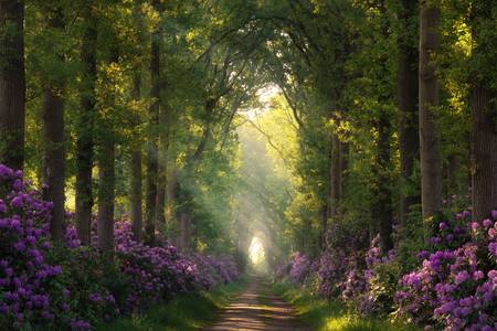 Rhododendrons and sunrays