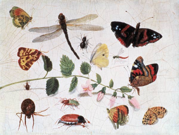 Butterflies, Insects and Flowers de the Elder Kessel