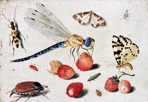 Study of Insects, Butterflies and Flowers de the Elder Kessel