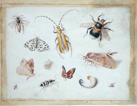 A Study of Butterflies and other Insects de the Elder Kessel