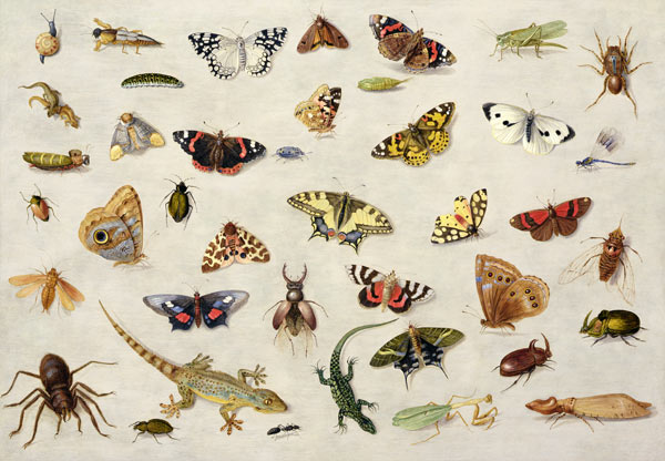 A Study of insects de the Elder Kessel